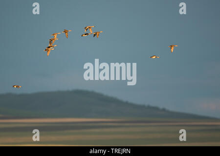 gadwall (Anas strepera, Mareca strepera), flock in flight, Germany Stock Photo