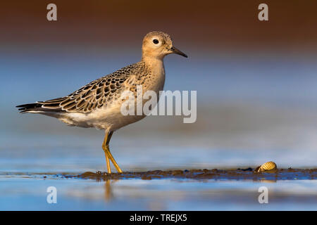 buff-breasted sandpiper (Tryngites subruficollis), standing in shallow water, Italy Stock Photo