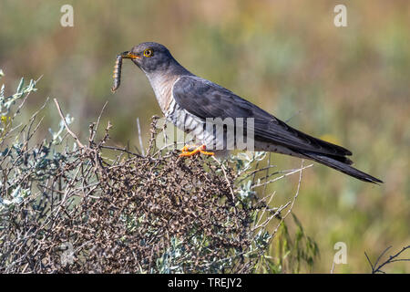 Eurasian cuckoo (Cuculus canorus), perching with caught caterpillar in the bill in a shrub, Kazakhstan, Almaty Stock Photo