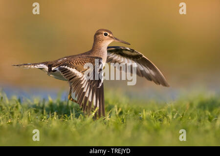 common sandpiper (Tringa hypoleucos, Actitis hypoleucos), with opened wings on lawn, Italy Stock Photo