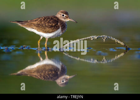 common sandpiper (Tringa hypoleucos, Actitis hypoleucos), standing in shallow water, Italy Stock Photo