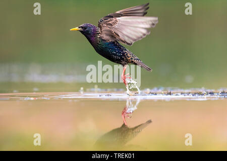 common starling (Sturnus vulgaris), taking off out of the water, Italy Stock Photo