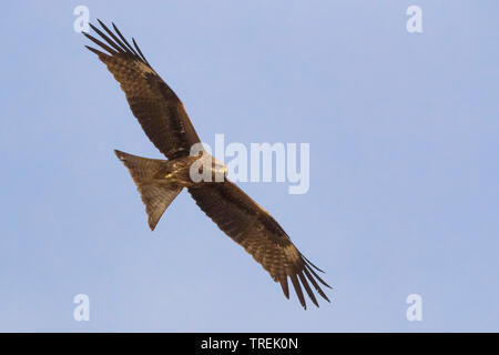 Black-eared Kite, Black kite, Yellow-billed kite (Milvus migrans lineatus, Milvus lineatus), in flight, Kazakhstan, Almaty Stock Photo