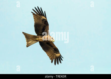 Black-eared Kite, Black kite, Yellow-billed kite (Milvus migrans lineatus, Milvus lineatus), in flight, Kazakhstan, Almaty Stock Photo