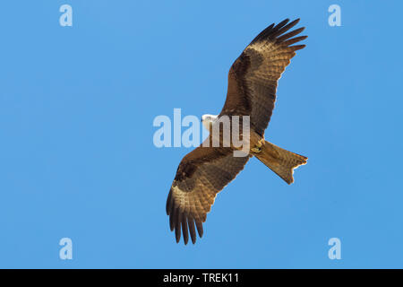 Black-eared Kite, Black kite, Yellow-billed kite (Milvus migrans lineatus, Milvus lineatus), in flight, Kazakhstan, Almaty Stock Photo