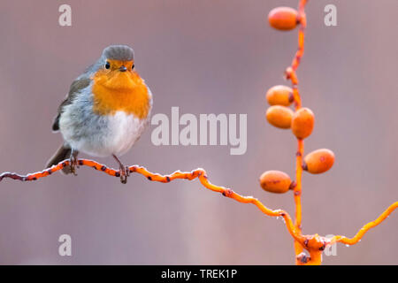European robin (Erithacus rubecula), perching on a twig, front view, Italy Stock Photo