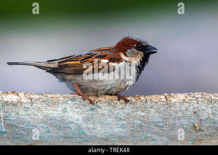 house sparrow (Passer domesticus), male on a trunk, Kazakhstan, Astana Stock Photo