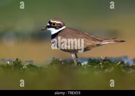 little ringed plover (Charadrius dubius), on the ground, Italy, Firenze Stock Photo