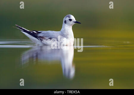 little gull (Hydrocoloeus minutus, Larus minutus), juvenile on water, Italy, Firenze Stock Photo