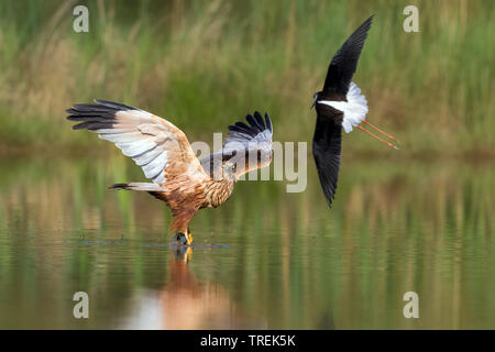 Western Marsh Harrier (Circus aeruginosus), fishing male attacked by black-winged stilt, Italy Stock Photo