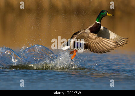 mallard (Anas platyrhynchos), drake taking off out of the water, Italy Stock Photo