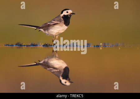 wagtail, white wagtail (Motacilla alba), on the waterfront, Italy Stock Photo