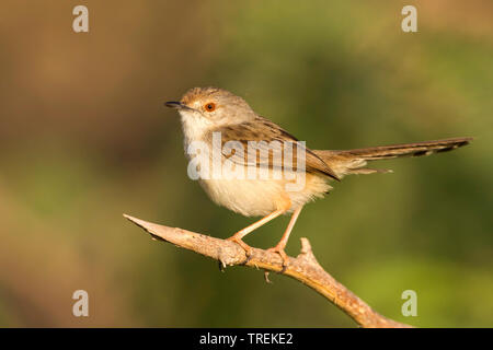 Oman Graceful warbler (Prinia gracilis carpenteri, Prinia carpenteri), sitting on a branch, Oman Stock Photo