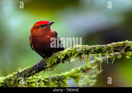 club-winged (Machaeropterus deliciosus), male perched on a branch, South America Stock Photo