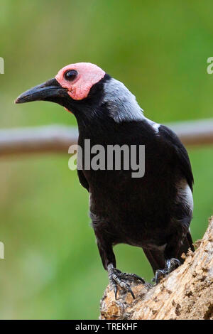 bald starling (Sarcops calvus), endemic to the Philippines, Philippines Stock Photo