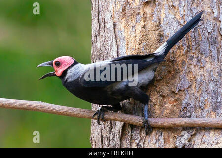 bald starling (Sarcops calvus), endemic to the Philippines, Philippines Stock Photo