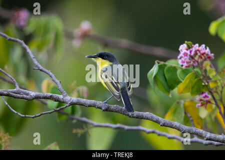 common tody flycatcher (Todirostrum cinereum), sitting on branch, South America Stock Photo
