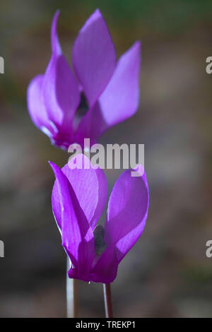 European cyclamen (Cyclamen purpurascens), flowers, Germany, Bavaria Stock Photo