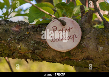 apple tree (Malus domestica 'Roter Boskoop', Malus domestica Roter Boskoop), lable lettering the cultivar Roter Boskoop, Germany Stock Photo