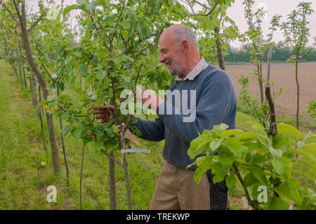 apple tree (Malus domestica), mal checking fruit trees in a nursery, Germany Stock Photo