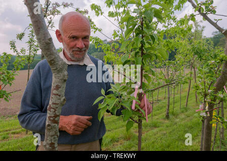 apple tree (Malus domestica), mal checking fruit trees in a nursery, Germany Stock Photo