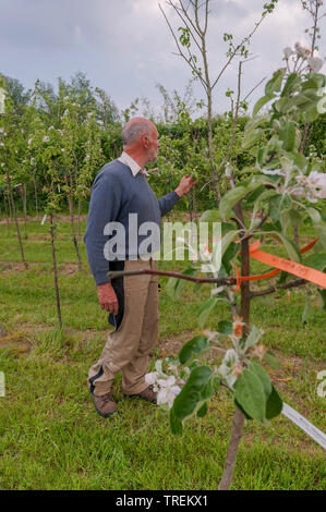 apple tree (Malus domestica), mal checking fruit trees in a nursery, Germany Stock Photo