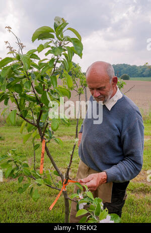 apple tree (Malus domestica), mal checking fruit trees in a nursery, Germany Stock Photo