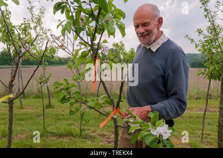 apple tree (Malus domestica), mal checking fruit trees in a nursery, Germany Stock Photo