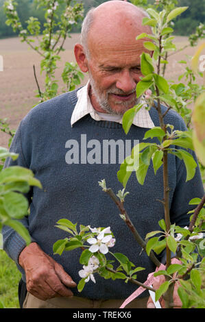 apple tree (Malus domestica), mal checking fruit trees in a nursery, Germany Stock Photo