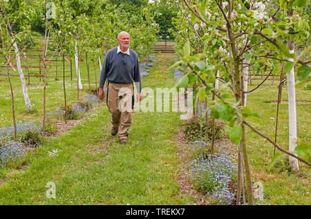 apple tree (Malus domestica), mal checking fruit trees in a nursery, Germany Stock Photo