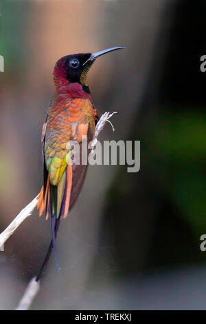 crimson topaz (Topaza pella), perched, South America Stock Photo