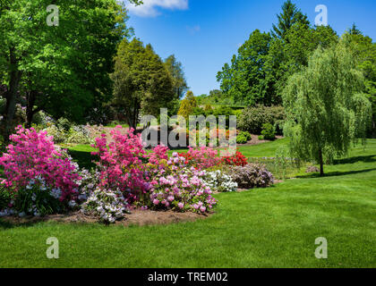 Azaleas and rhodendrons flowering in a park setting. Stock Photo