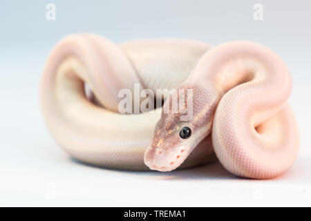 Ball / Royal Python (Purple Passion) Stock Photo