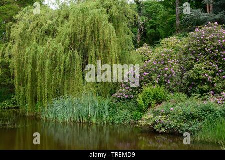 Weeping willow tree and rhododendron on the edge of a garden pond Stock Photo