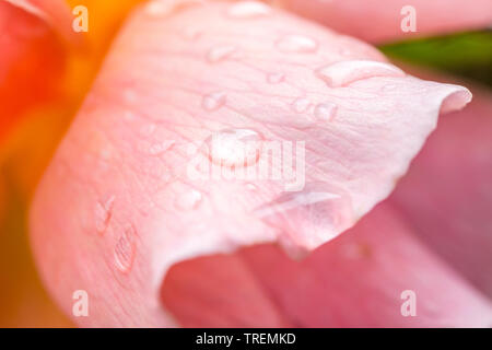 Close-up/macro of a peachy colored rose petal after rain. Stock Photo