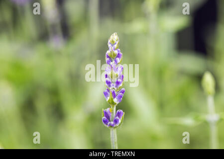 Macro/Close-up of lavender flower spike Stock Photo