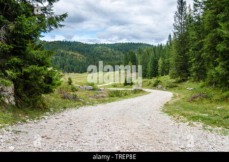 Deserted Gravel Road Through A Forest in the mountains on a Cloudy Day Stock Photo