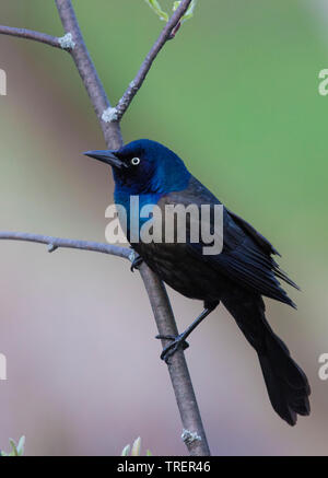 common Grackle (Quiscalus quiscula) Stock Photo