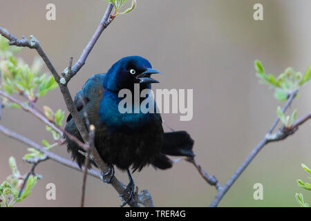 common Grackle (Quiscalus quiscula) Stock Photo