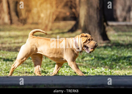 A beautiful, young red fawn Chinese Shar Pei dog standing on the road, distinctive for its deep wrinkles and considerd to be a very rare breed Stock Photo