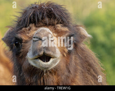 Close-up of a Bactrian camel (Camelus bactrianus) in the Mongolian Steppe habitat at Diergaarde Blijdorp, Rotterdam Zoo, South Holland, Netherlands. Stock Photo