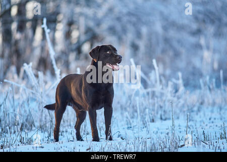 Brown Labrador Retriever standing in a forest in winter. Germany Stock Photo