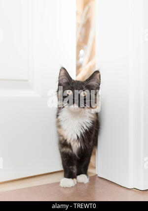 Norwegian Forest Cat. Tricolored kitten standing in a door. Germany Stock Photo