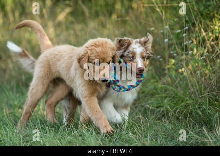 Australian Shepherd puppy and Golden Retriever puppy playing with multicoloured rope. Germany Stock Photo