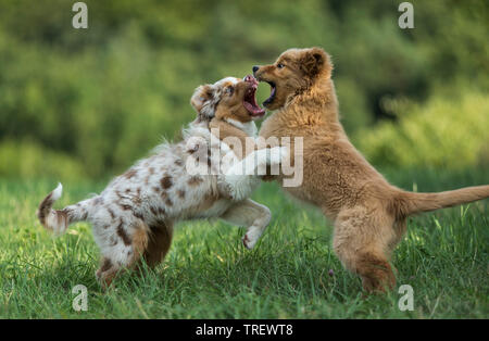 Australian Shepherd puppy and Golden Retriever puppy playfighting on a lawn. Germany Stock Photo