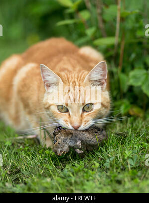 Domestic Cat. Red-tabby adult with mouse prey. Germany Stock Photo