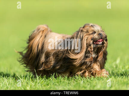 Shih Tzu. Adult dog walking on a meadow. Germany Stock Photo