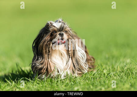 Shih Tzu. Adult dog walking on a meadow. Germany