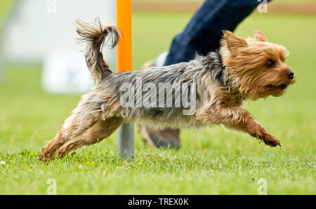 Yorkshire Terrier. Adult dog running in an agility course. Germany Stock Photo