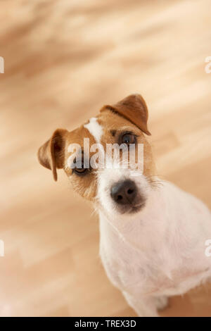 Parson Russell Terrier sitting on parquet floor, looking up. Germany. Stock Photo